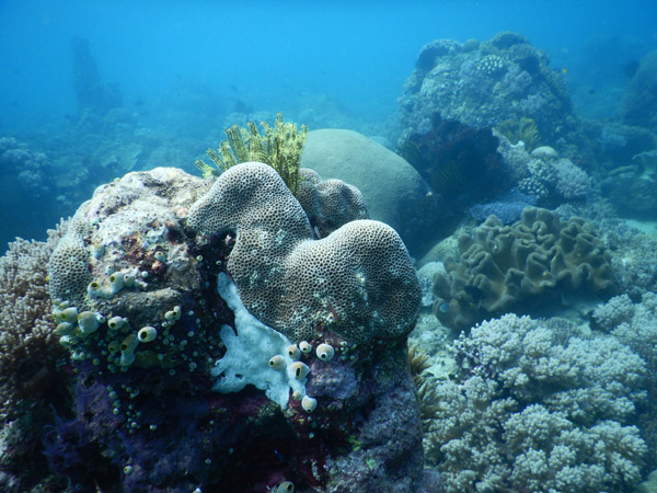 TimorDive Sep18 0321.jpg