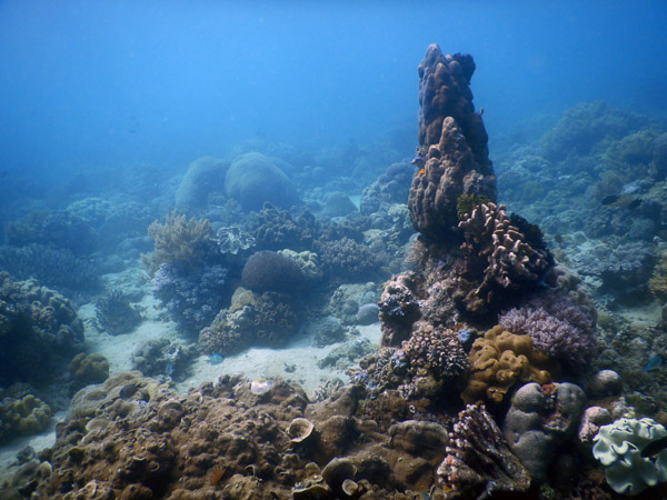 TimorDive Sep18 0324.jpg