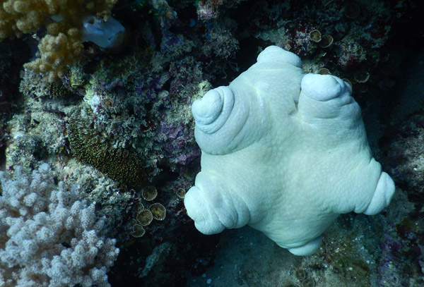 TimorDive Sep18 0329.jpg