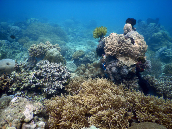 TimorDive Sep18 0330.jpg