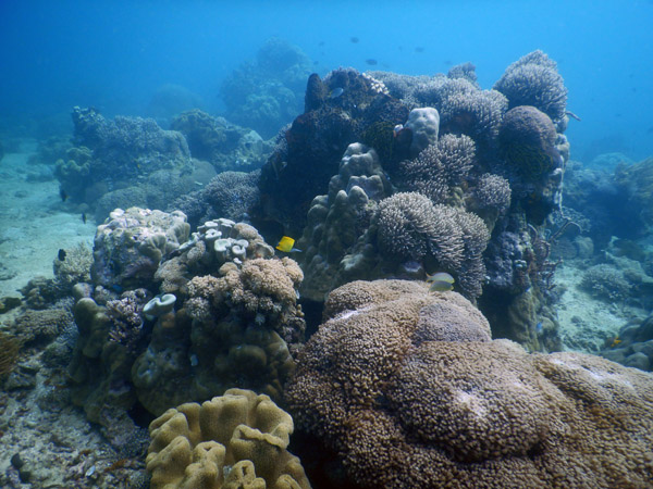 TimorDive Sep18 0337.jpg