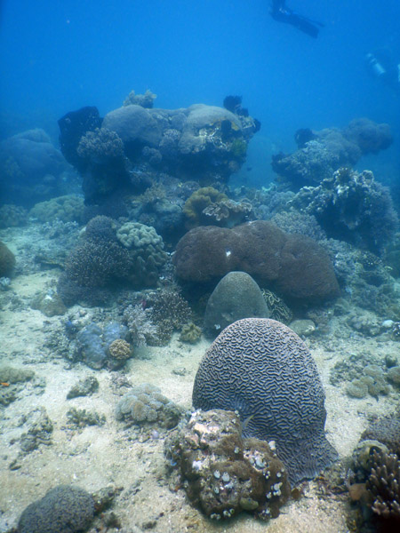 TimorDive Sep18 0342.jpg