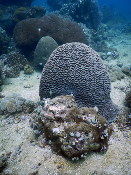 TimorDive Sep18 0343.jpg