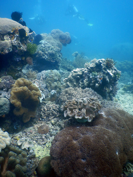 TimorDive Sep18 0344.jpg