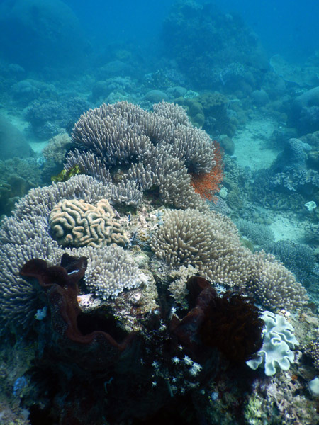 TimorDive Sep18 0346.jpg