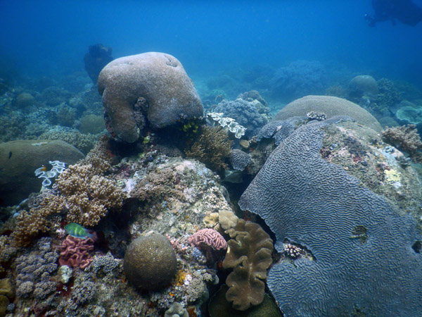 TimorDive Sep18 0348.jpg