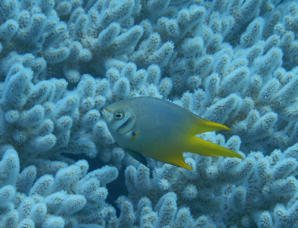 TimorDive Sep18 0356.jpg