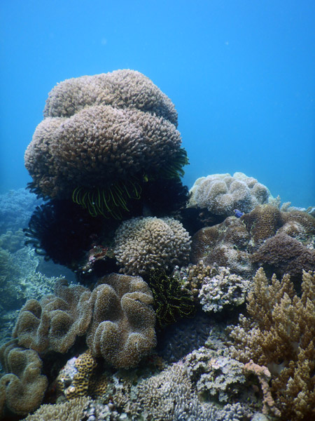 TimorDive Sep18 0362.jpg