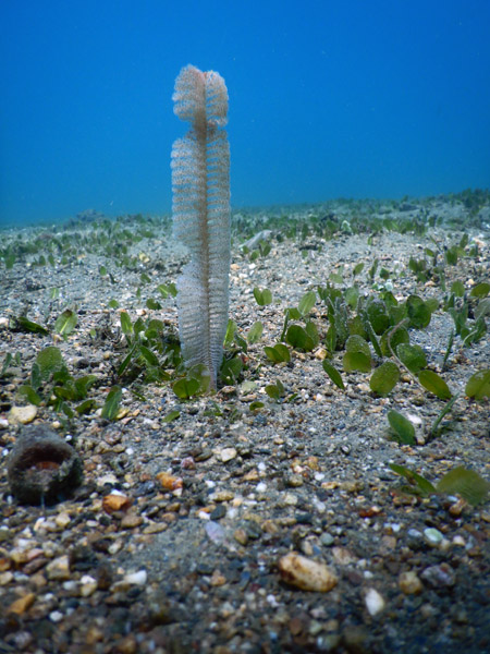 TimorDive Sep18 0648.jpg