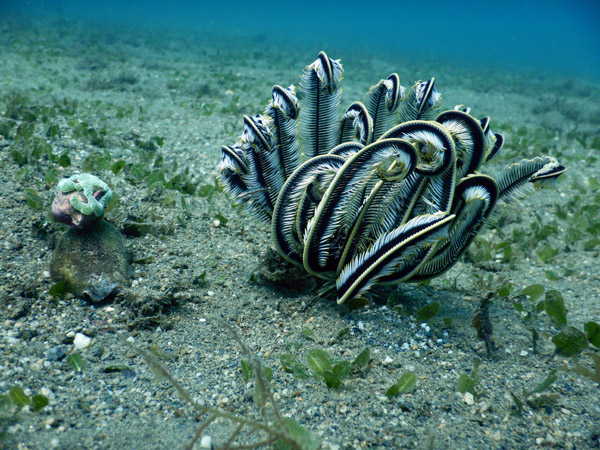 TimorDive Sep18 0652.jpg