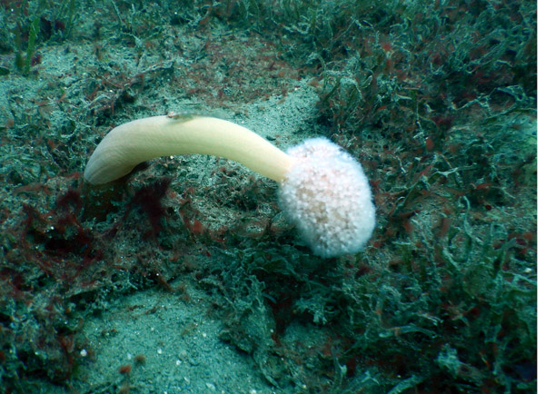 TimorDive Sep18 0690.jpg