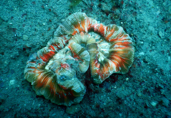 TimorDive Sep18 0693.jpg