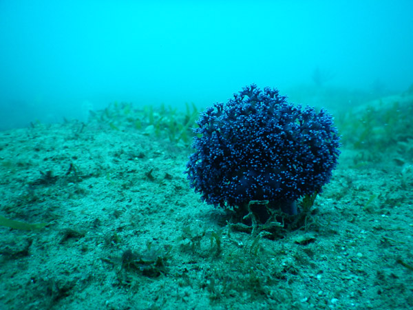 TimorDive Sep18 0695.jpg
