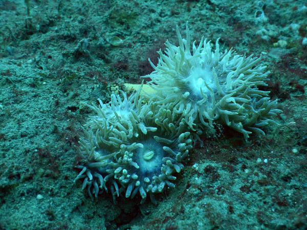TimorDive Sep18 0697.jpg