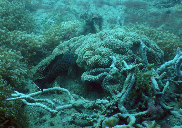 TimorDive Sep18 0701.jpg