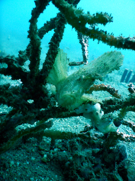 Leaffish