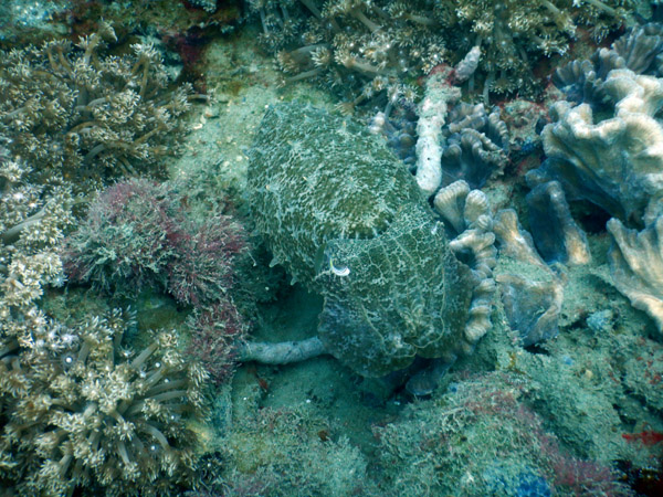 Cuttlefish