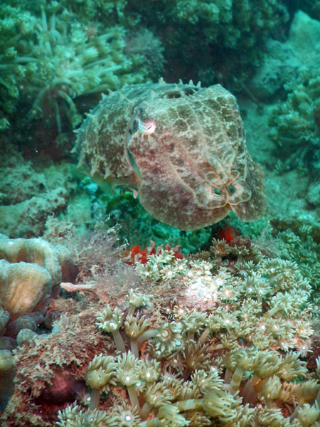 Cuttlefish