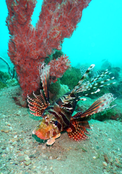Lionfish