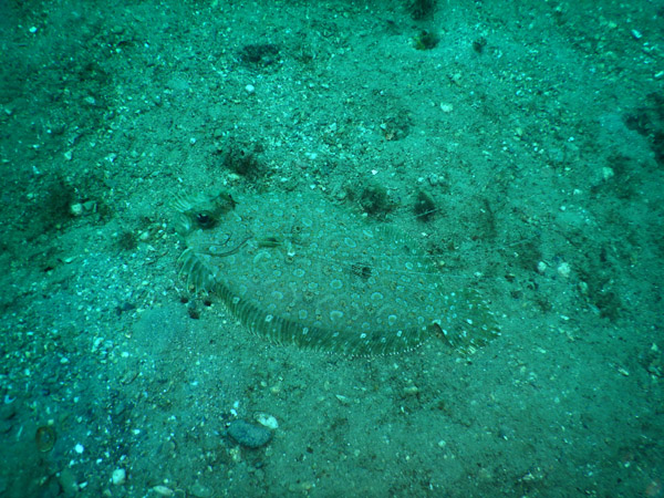 Flounder