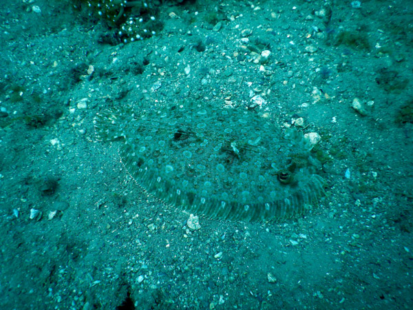 Flounder