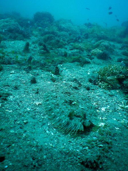 Flounder
