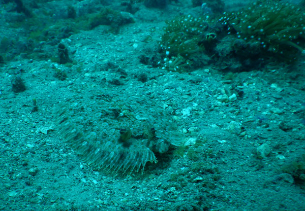 Flounder