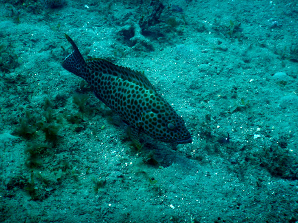 TimorDive Sep18 0750.jpg