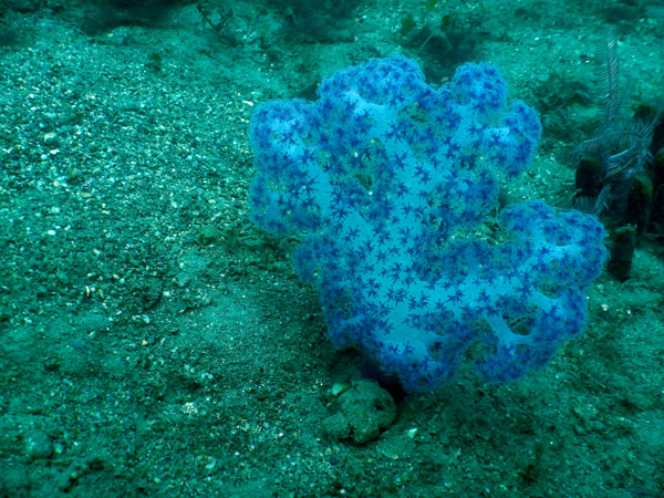 TimorDive Sep18 0757.jpg