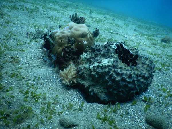 TimorDive Sep18 0767.jpg