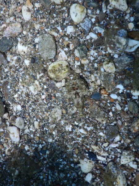 Find the critter....