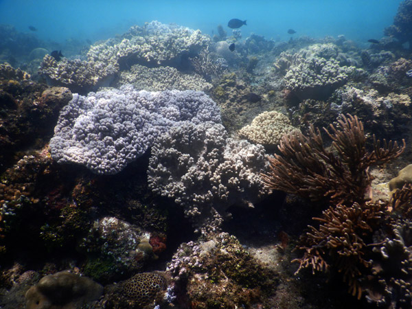 TimorDive Sep18 0801.jpg