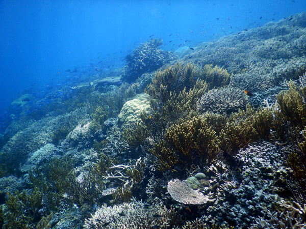 Dive 8 - Atao Main Reef (Red Buoy)