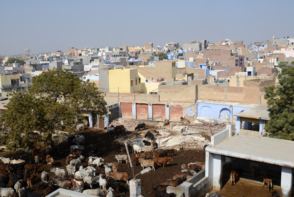Rajasthan Jan16 0828.jpg