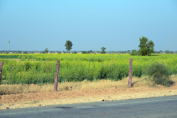 Rajasthan Jan16 0929.jpg