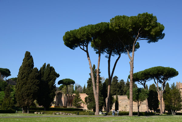 Trees around the Baths of Caracalla