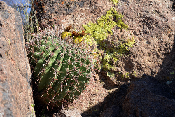 Tucson Feb16 182.jpg