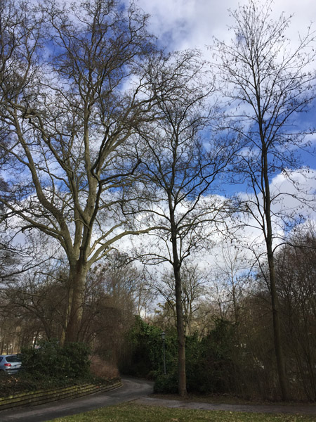 Winter in the Kurpark Bad Homburg