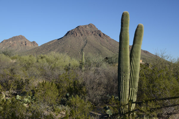 Tucson Feb16 261.jpg