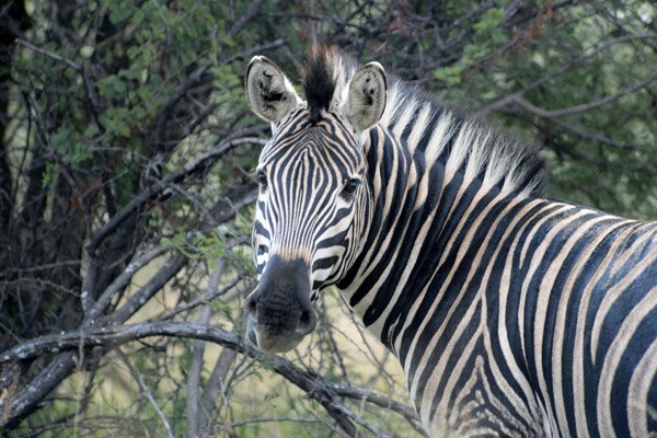 Dinokeng Game Reserve