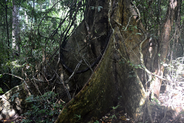 Pamulaklakin Forest Trail, Subic Bay