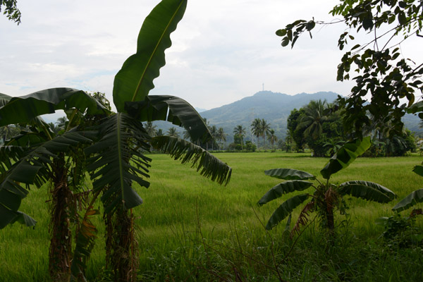 Mount Samat behind a field of rice, Bataan Peninsula