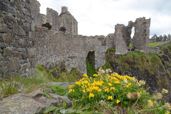 Yellow flowers on a gray day, Dunlace Castle