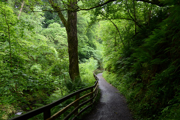 Trail from Laragh Lodge to the waterfall