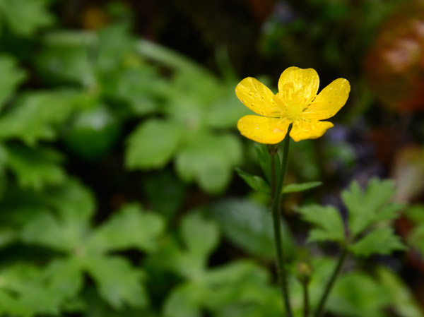 Yellow flower along the Waterfall Trail, Glenariff Forest Park