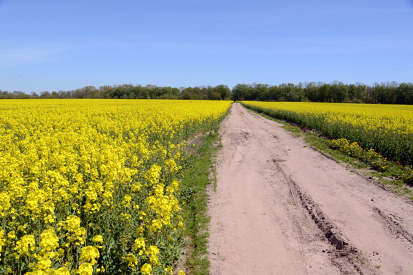 Dirt road through a field of rape seed, Belarus