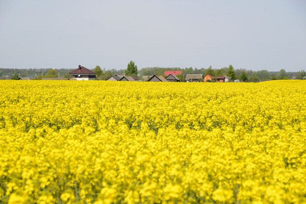 Rape seed fields (Рапсавыя палі), Belarus