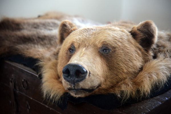 Bear skin rug, Mir Castle, Belarus