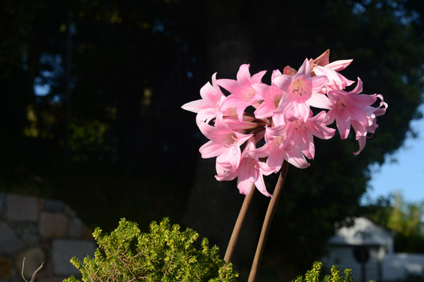 Pink flowers, Jersey