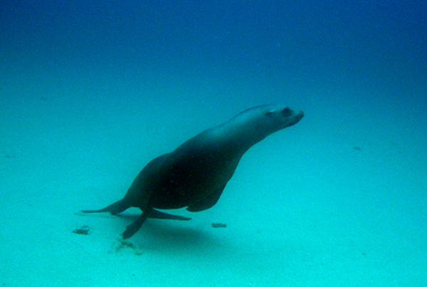 California Sea Lion on the sea floor